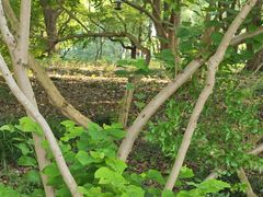 -昆山城市生态森林公园