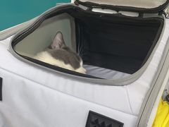 -乖乖宠物医院·猫科·急重症中心(车站北路分院)