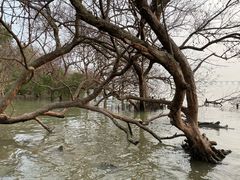 -宝安西湾红树林湿地公园