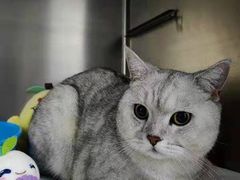 -纳吉亚猫专科动物医院·北北分院