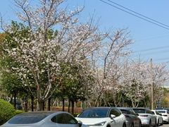 -外高桥保税区南(地铁站)