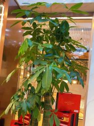 -爱睫物语·疗愈美睫美甲