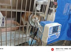 -乐琪宠物医院·犬猫专科·骨外科·急重症