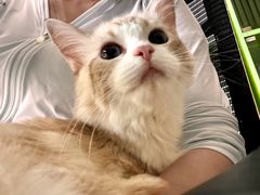 -唐小姐の私宠·宠物洗护美容·撸猫馆·购宠(周浦万达旗舰店)