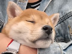 -柴犬小屋·柴餐厅·狗咖食堂(金鼎广场店)