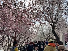 -桃花堤公园