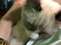 -李小姐の猫咖啡馆(五角场店)