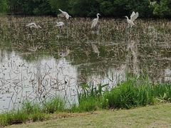 -上海长兴岛郊野公园