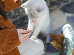 -喵屿·大理花园猫咖