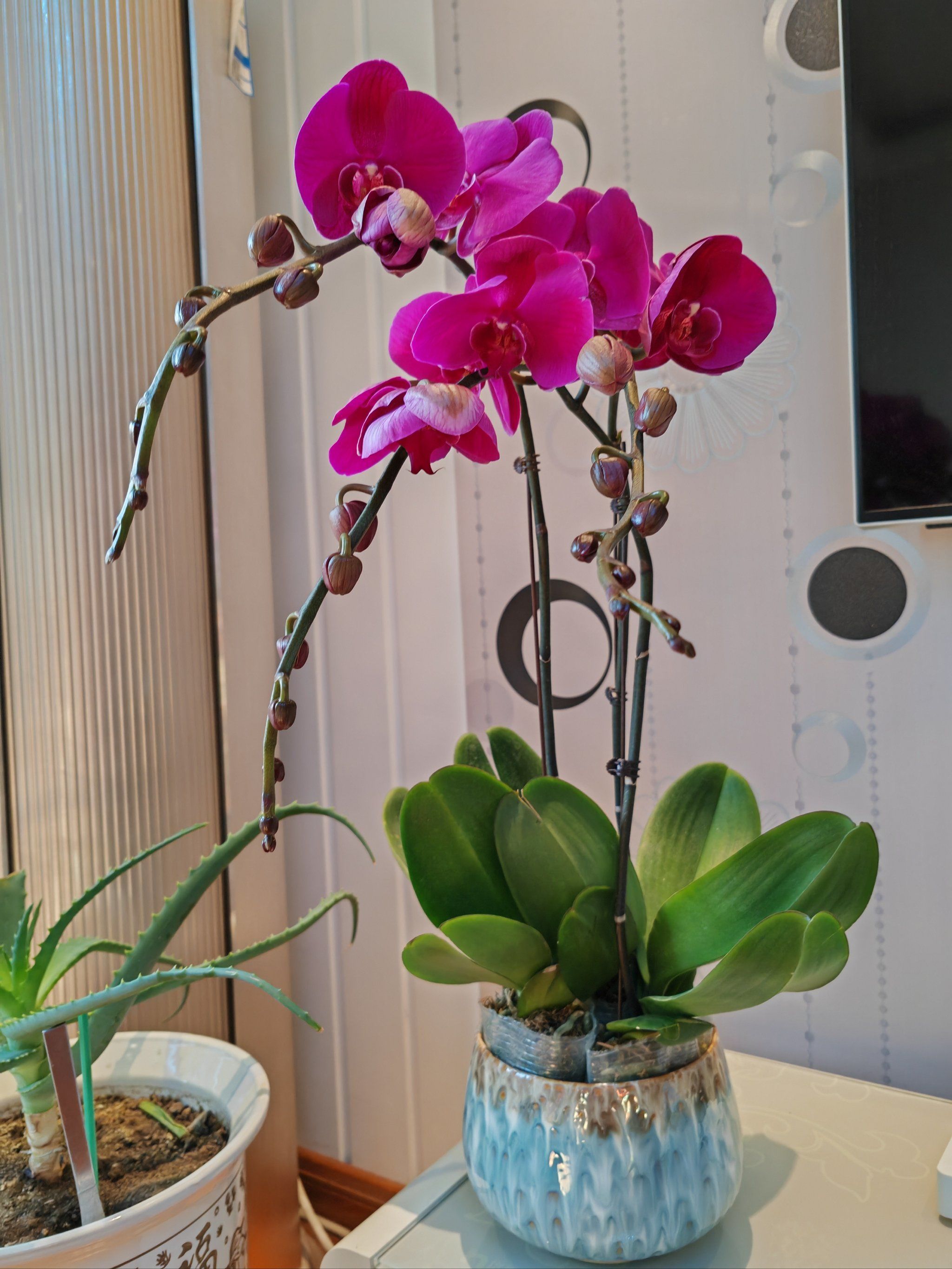 兰花花语,寓意美好生活