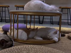 -Heymao猫咖.咖啡厅(东门店)