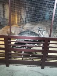 -酷嗒动物文化乐园(cutezoo西溪乐天城店)