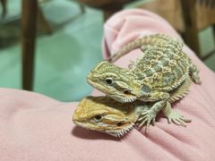 -藦茜花园宠物主题亲子互动体验馆(国顺东路店)