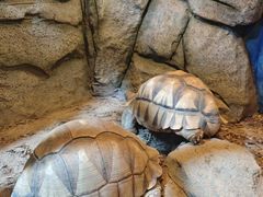 -泉州海丝野生动物世界