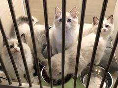 -喵zoo家庭繁育猫舍(尖东智能花园店)