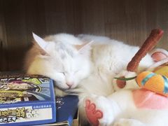 -萌喵宠狗爱心宠咖