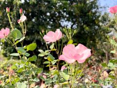 -人民公园(罗湖区)