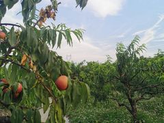 -樂桃源奉贤黄桃种植采摘基地