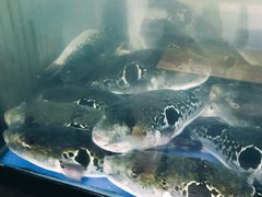 -天正河鲀·河豚亭(大连店)