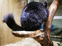 -藦茜花园宠物主题亲子互动体验馆(国顺东路店)