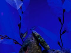 -上海海洋水族馆