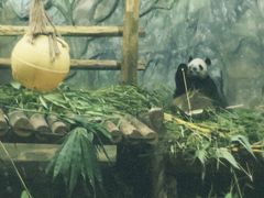 -深圳野生动物园