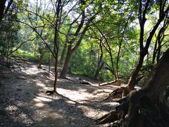 -南山植物园