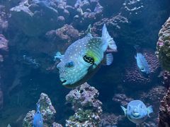 -海合安青岛极地海洋公园