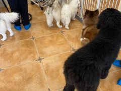 -Let's go狗咖·猫咖·奶狗·桌游(春熙路IFS店)