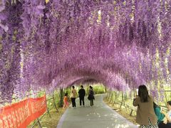 -大塘金香草谷