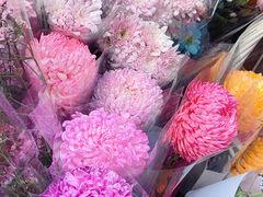 -越秀西湖花市(广州城市广场花卉店)