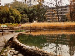 -成都市活水公园