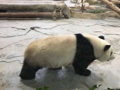 -灵玲国际马戏城