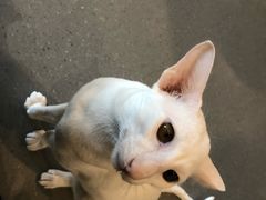 -飞行喵MR PILOT|猫舍·猫咖(静安大融城店)