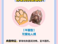 -翊宠yipet猫狗购宠庄园
