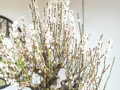 -香雪海
