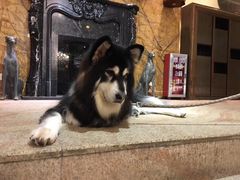 -more than meow吴止猫主题餐厅(承德 中船汇店)