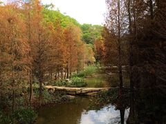 -云溪植物园