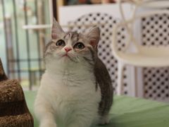 -MOYOYO猫咪咖啡店