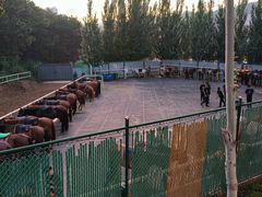 -鼎盛王朝康熙大典实景演出