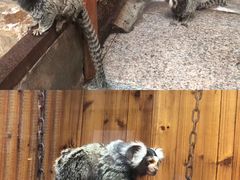 -上海大自然野生昆虫馆(东方明珠·爬宠昆虫探索中心)