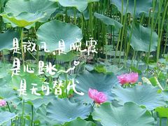-沐仙湖湿地公园
