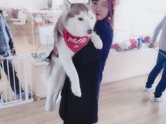 -Husky Go! 哈士奇体验馆·宠物咖啡厅狗咖
