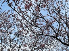 -武汉大学-樱园