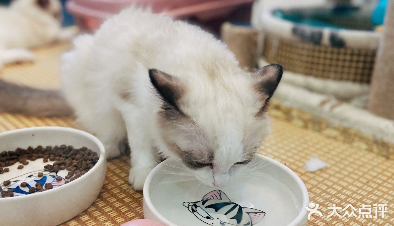 猫猫🐱狗狗🐶，更爱哪个？