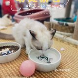 猫猫🐱狗狗🐶，更爱哪个？