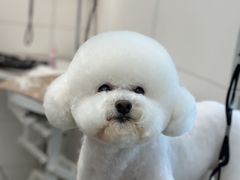 -帕帕拉兹宠物(亚洲旗舰店)