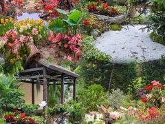 -深圳仙湖植物园