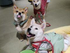 -逗柴咖啡屋·狗咖猫咖宠物桌游