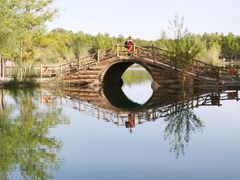 -金塔沙漠胡杨林景区